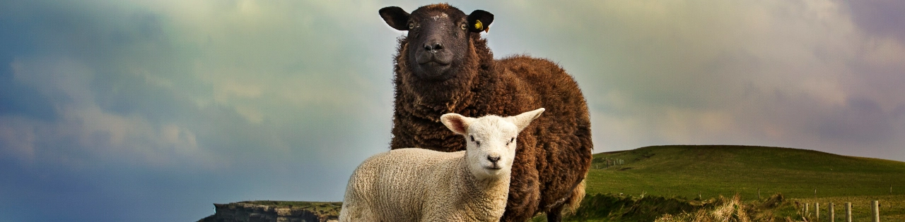 10 Irish Apparel Brands Crafting Sustainable Fashion